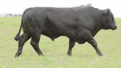 lote 44 - H163