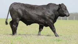 lote 45 - H095