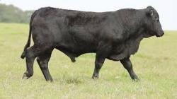lote 46 - H241