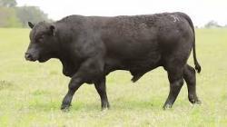 lote 47 - H189