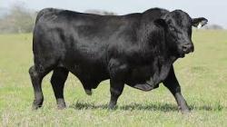 lote 48 - H069