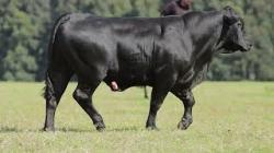 lote 49 - H225
