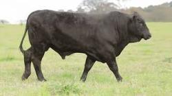 lote 50 - H181