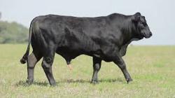 lote 51 - H233