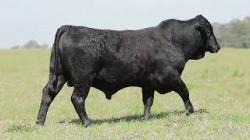 lote 52 - H157