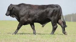 lote 53 - H251
