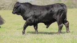 lote 54 - H183