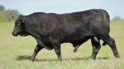 lote 55 - H047