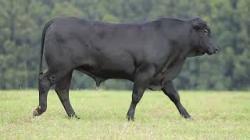 lote 56 - H149