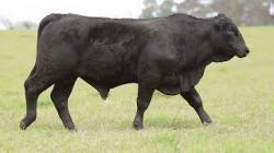 lote 57 - H151