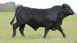 lote 58 - H071
