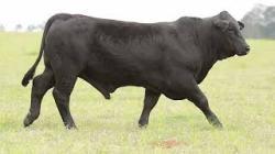 lote 60 - H193