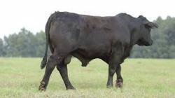 lote 61 - H201