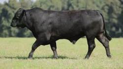 lote 62 - H003