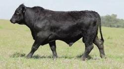 lote 63 - H209