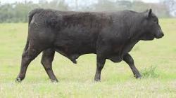 lote 64 - H245