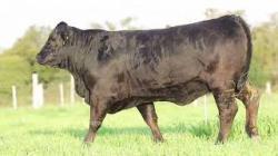 lote 71 - H140