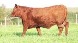 lote 72 - H178