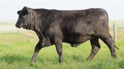 lote 73 - H264