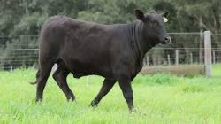 lote 74 - H268