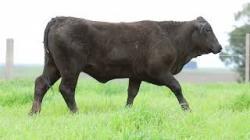 lote 75 - H222