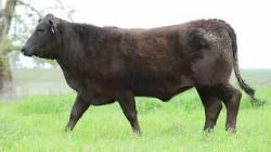 lote 76 - H106