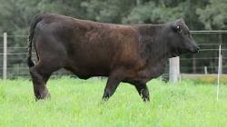 lote 78 - H206