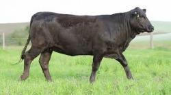 lote 80 - H200