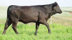 lote 81 - H208