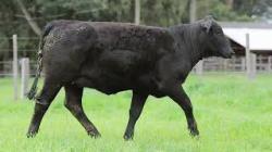 lote 82 - H098