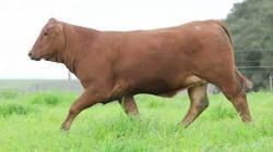 lote 83 - H198