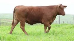 lote 85 - H150
