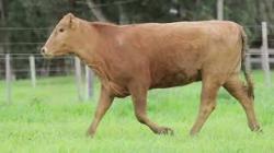 lote 86 - H114