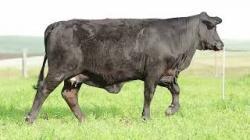 lote 87 - H258