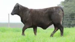 lote 88 - H194