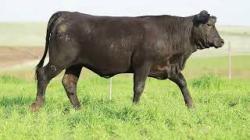 lote 89 - H260