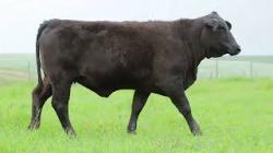lote 91 - H234