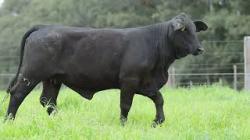 lote 92 - H260