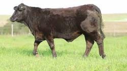 lote 93 - H130
