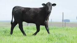 lote 94 - H188