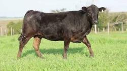 lote 95 - H158