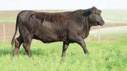 lote 96 - H176