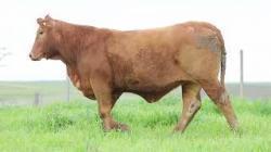 lote 97 - H080