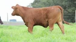 lote 98 - H246
