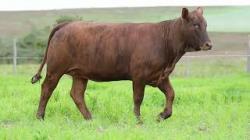 lote 100 - H192