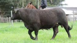 lote 102 - H020