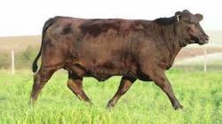 lote 103 - H022