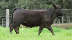 lote 104 - H186