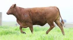 lote 99 - H132