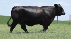 lote 70 - G066
